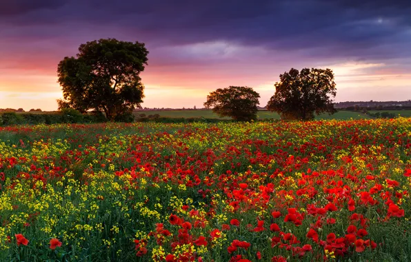 Картинка поле, лето, цветы, Англия, маки, Природа, вечер, дервья