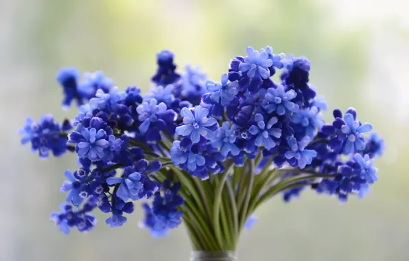 Цветы, синий, букет, Muscari