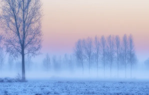 Картинка иней, поле, снег, деревья, закат, туман, сиреневый, розовый