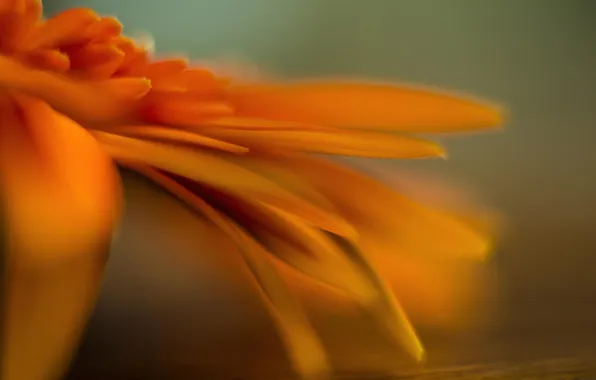 Картинка цветок, макро, оранжевый, календула