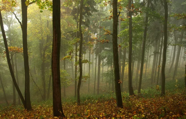 Картинка осень, лес, листья, туман, пасмурно, утро, жёлтые, стройные