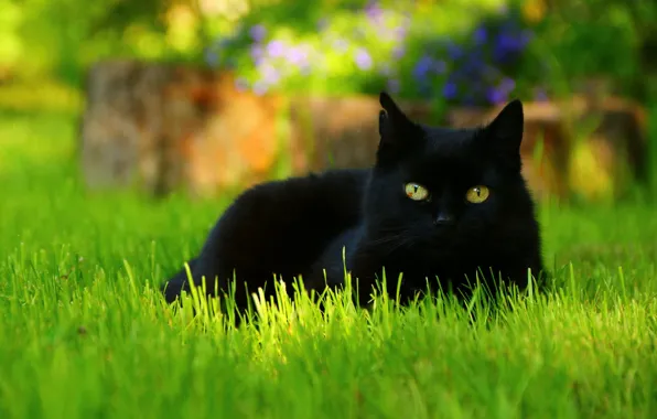 Зелень, кошка, лето, трава, глаза, кот, взгляд, морда
