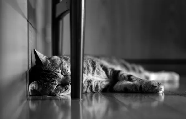 Картинка кошка, кот, спит, лежит, черно-белое, полосатый