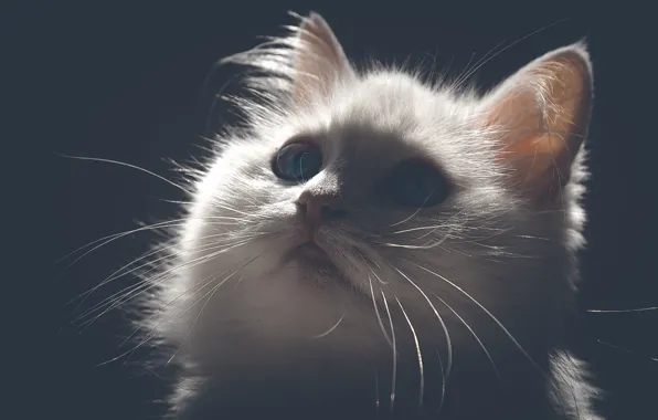 Белый, усы, свет, кошки, киса