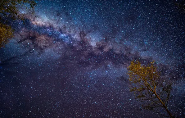 Небо, ночь, дерево, звёздное небо