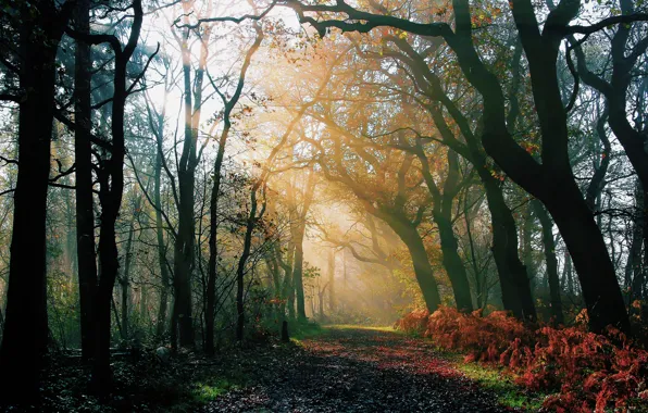 Картинка дорога, осень, лес, лучи, свет, природа, утро, после дождя
