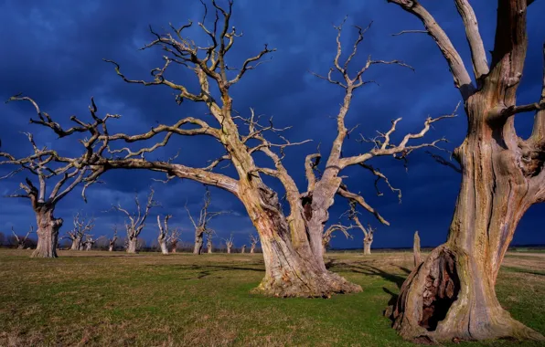 Nature, landscapes, tree