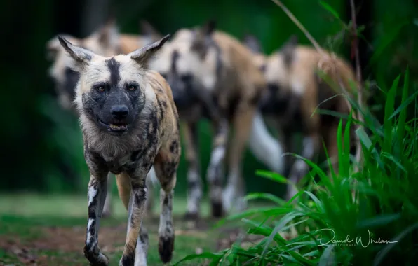 Природа, звери, African Wild Dogs