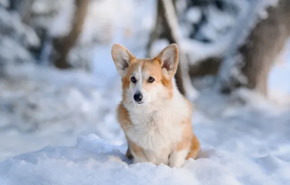 Картинка зима, снег, собака, Вельш-корги, Ирина Мороз