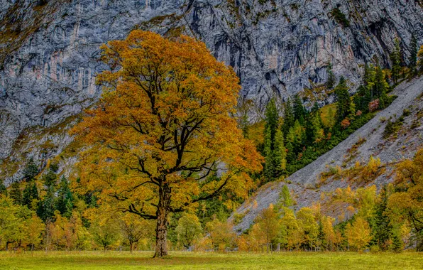 Осень, деревья, Австрия, Альпы, Austria, Alps, Карвендель, Karwendel