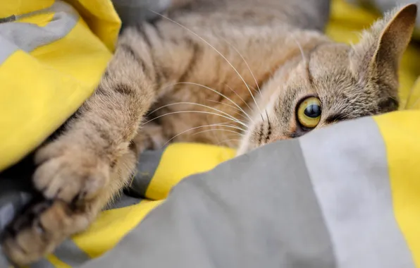 Кошка, глаза, кот, взгляд, серый, лапы, постель, лежит