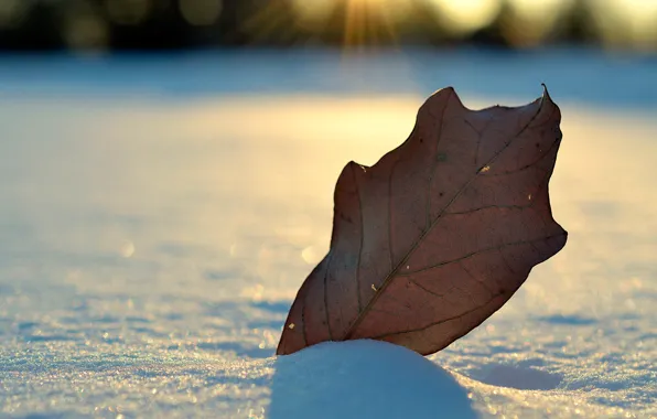 Картинка зима, снег, лист