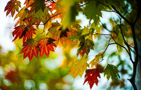 Картинка осень, листья, макро, деревья, ветки, красный, зеленый, фон