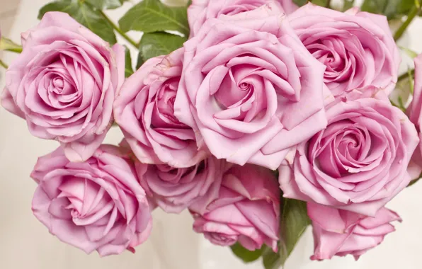 Картинка цветы, розовая, куст, розы, бутоны, pink, flowers, roses