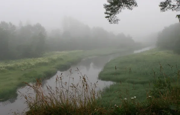 Трава, туман, река