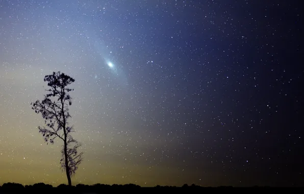 Картинка звезды, дерево, галактика, Андромеда, M31