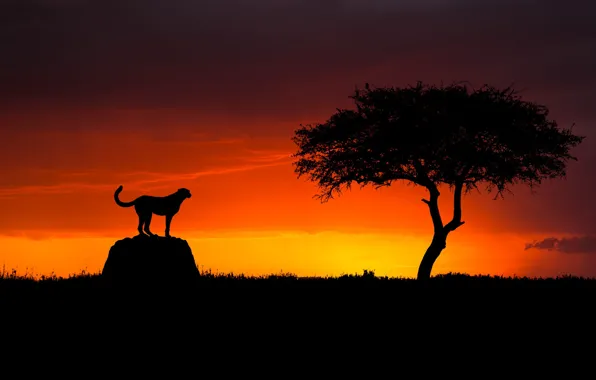 Закат, дерево, гепард, саванна, sunset, tree, savannah, cheetah