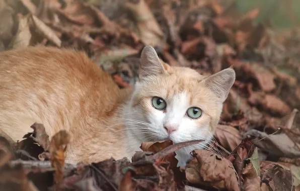 Кошка, взгляд, мордочка, рыжая, опавшие листья, котейка