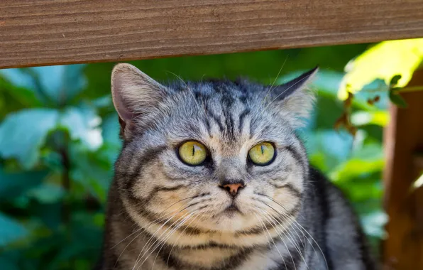 Картинка кошка, глаза, кот, усы, взгляд, морда, серый, зеленые