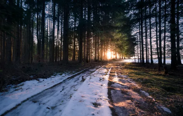 Картинка зима, дорога, лес, свет, утро