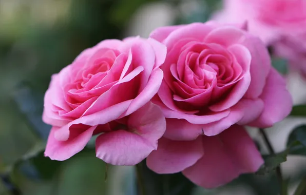 Макро, розовый, розы