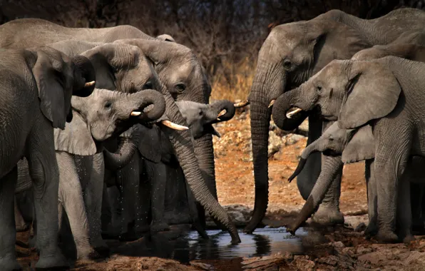 Картинка Африка, слоны, водопой