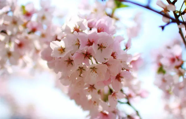 Картинка Pink, Cherry, Sakura, Flower, Spring