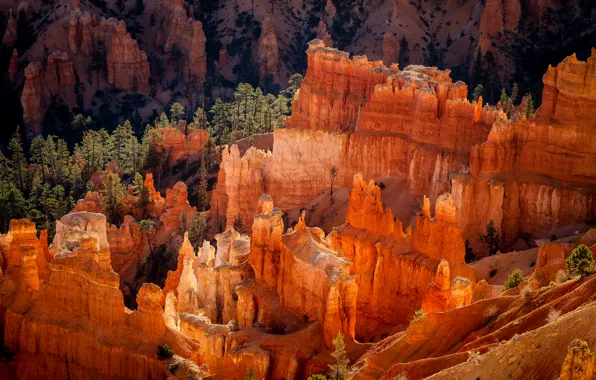 Картинка лес, скалы, утро, США, национальный парк Брайс-Каньон, геологические структуры Худу, штата Юта