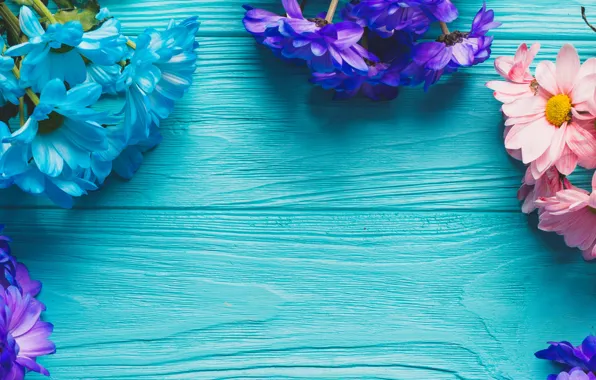 Картинка цветы, весна, colorful, доска, хризантемы, wood, blue, flowers