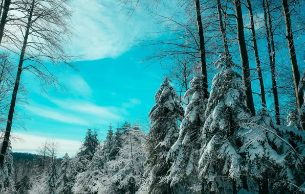 Картинка зима, небо, снег, деревья, парк, елка