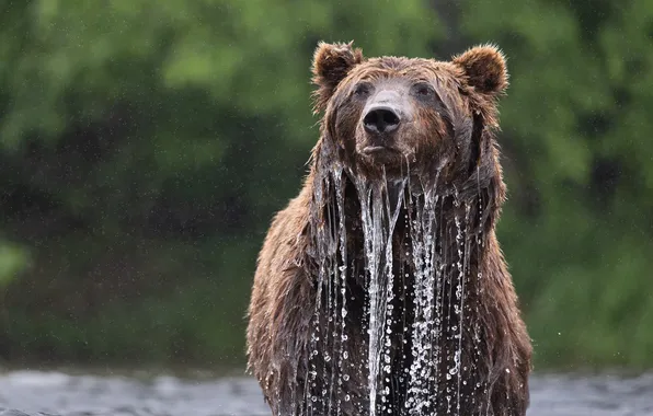 Картинка вода, мокрый, медведь, Александр Кукринов