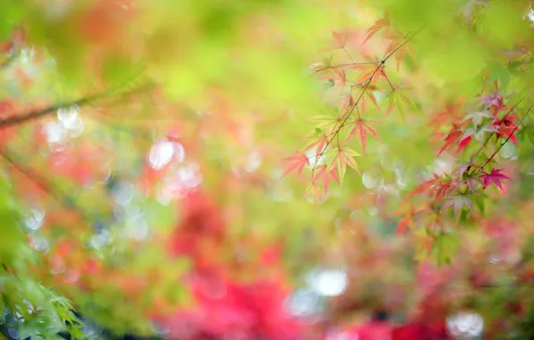 Осень, листья, природа, фон