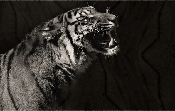 Картинка тигр, чёрно-белое, хищник, арт