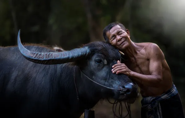 Person, buffalo, villager