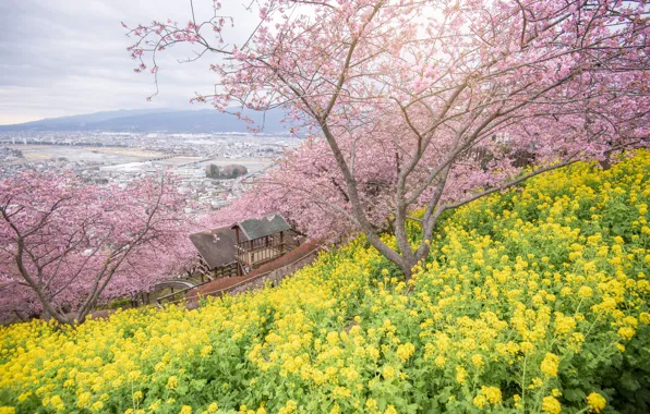 Картинка деревья, цветы, парк, весна, сакура, цветение, pink, blossom