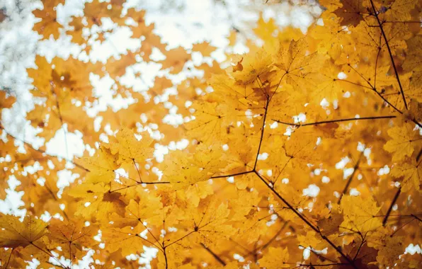 Картинка осень, деревья, клён, золотая осень, боке.