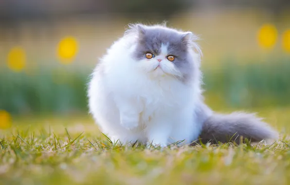 Кошка, трава, кот, взгляд, цветы, природа, поза, котенок