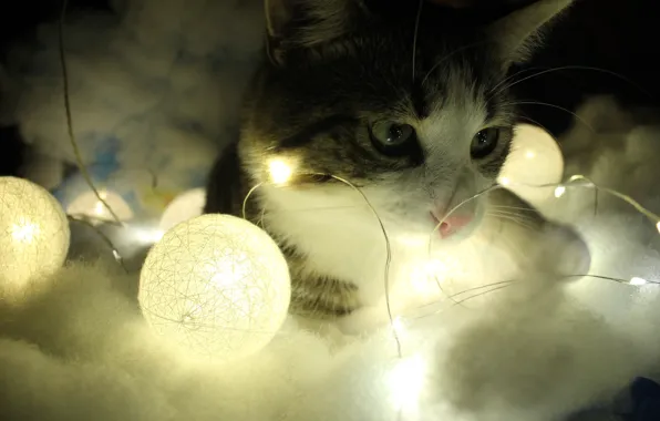 Кошка, кот, свет, праздник, Рождество, Новый год, лампочки