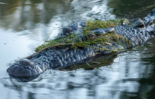 Взгляд, морда, вода, водоросли, отражение, крокодил, купание, водоем