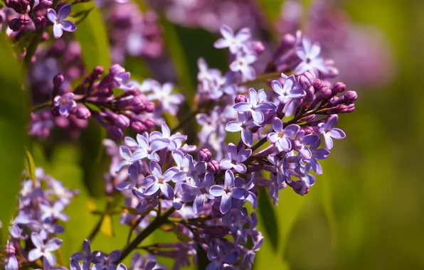 Flower, spring, lilac, twig