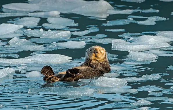 Картинка лёд, Аляска, США, Prince William Sound, Alaska USA, пролив Принца Уильяма, Sea Otter, Морская выдра