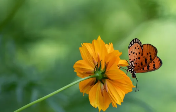Цветок, бабочка, butterfly
