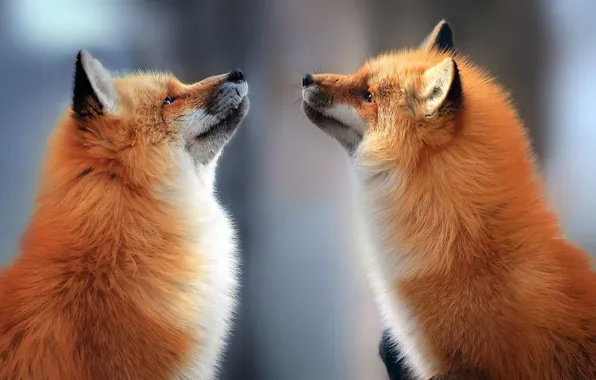 Картинка love, nature, animal, two foxes in love