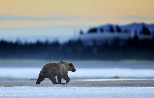 Картинка Alaska, Predator, Sunrise, Wild, Lake, Bear, Clark, Mammal