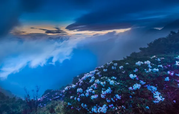 Картинка цветы, горы, туман