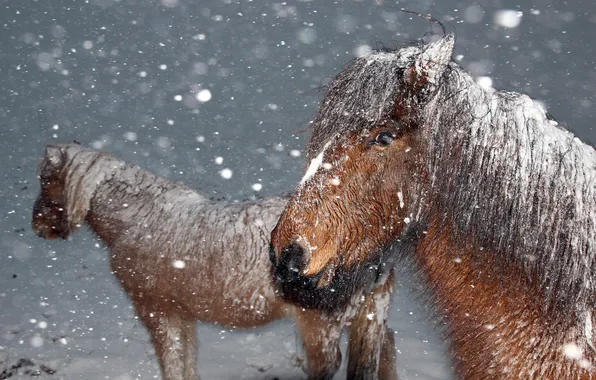 Зима, снег, ветер, лошади, хлопья