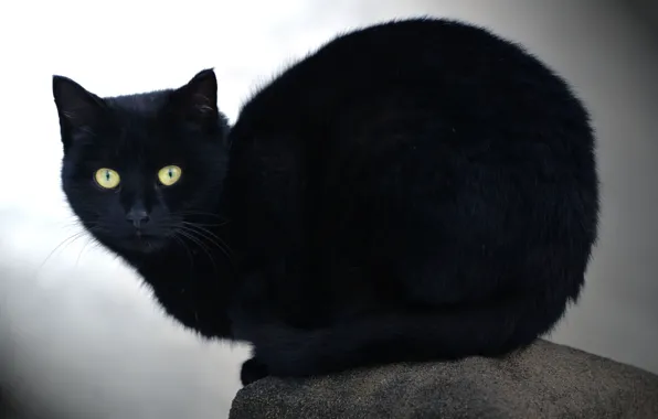 Картинка кошка, взгляд, камень, черный кот
