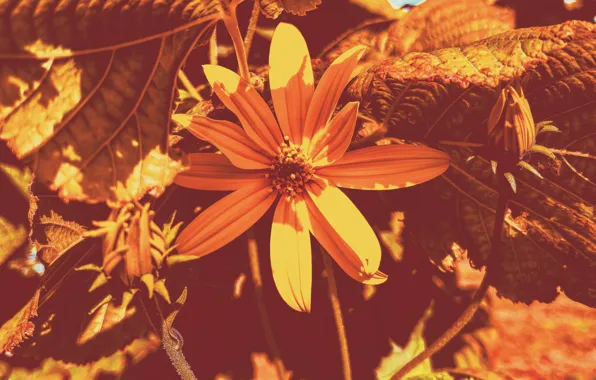 Flowers, flowers, Macro, FLOWERS