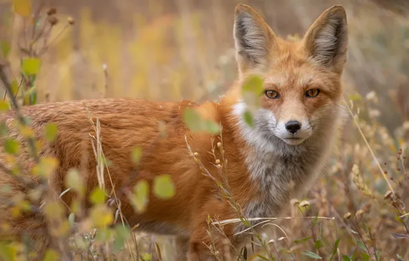 Взгляд, морда, листья, природа, портрет, лиса, рыжая