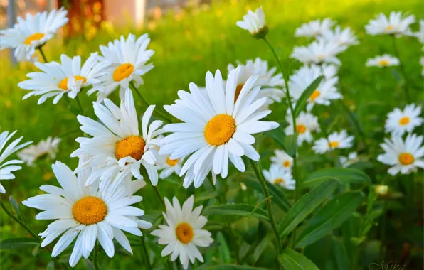 Картинка Ромашки, Flowers, Camomiles